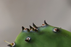 Opuntia cochenillifera