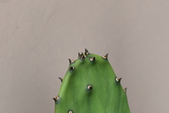 Opuntia cochenillifera