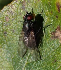 Hydrotaea