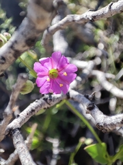 Mirabilis viscosa