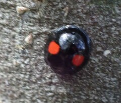 Chilocorus renipustulatus