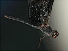 Erythrodiplax funerea