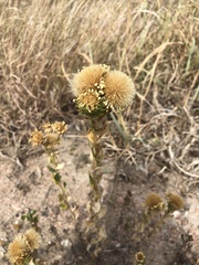Grindelia ciliata