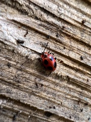 Endomychus coccineus
