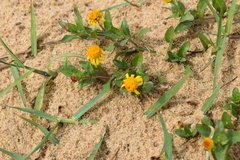 Acmella pusilla