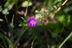 Geranium sanguineum