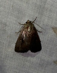 Condica sutor
