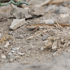 Ophisops elegans macrodactylus