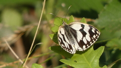 Melanargia lachesis