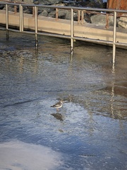 Calidris maritima