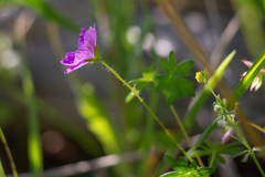 Geranium sanguineum