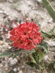 Nyctaginia capitata