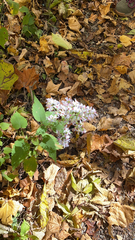 Symphyotrichum cordifolium