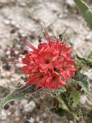 Nyctaginia capitata