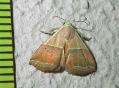 Eublemma caffrorum