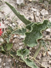 Nyctaginia capitata