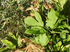 Peucedanum ostruthium