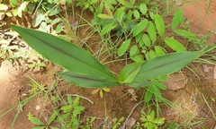 Curcuma