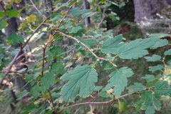 Ribes alpinum