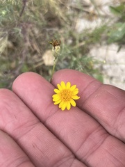 Thymophylla pentachaeta