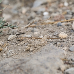 Ophisops elegans macrodactylus