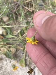 Thymophylla pentachaeta