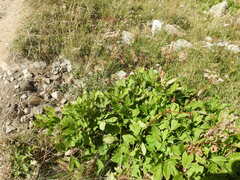 Peucedanum ostruthium