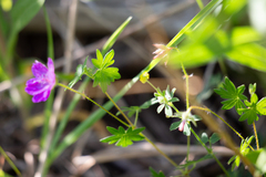 Geranium sanguineum