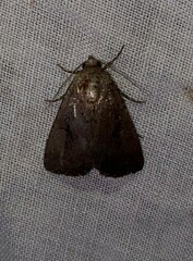 Condica sutor