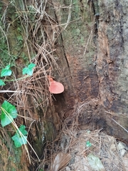 Fistulina hepatica