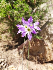 Leucocoryne ixioides