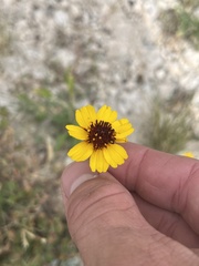 Thelesperma filifolium