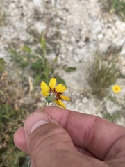 Thelesperma filifolium