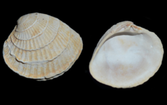 Chione elevata