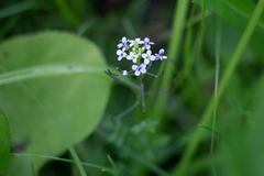 Cardamine pensylvanica