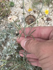 Thelesperma filifolium