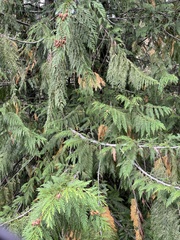 Thuja plicata