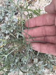 Thelesperma filifolium