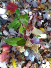 Gentianaceae