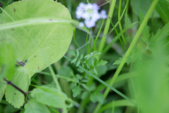 Cardamine pensylvanica