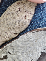 Membranipora membranacea