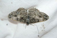 Alcis repandata