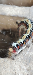 Acronicta tridens