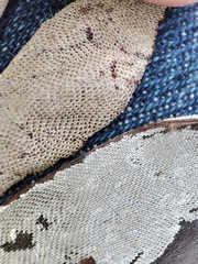 Membranipora membranacea