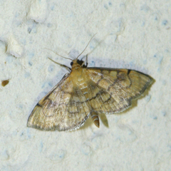 Anania verbascalis