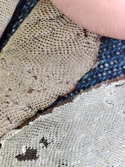 Membranipora membranacea