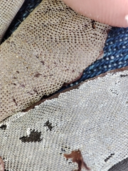 Membranipora membranacea