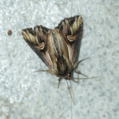 Actinotia polyodon