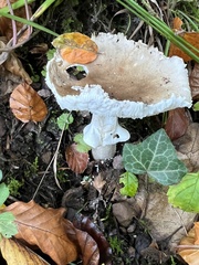 Russula ochroleuca