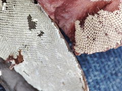 Membranipora membranacea